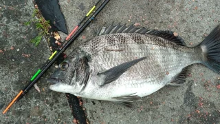 大分県の大野薫様より大型クロダイの釣果！