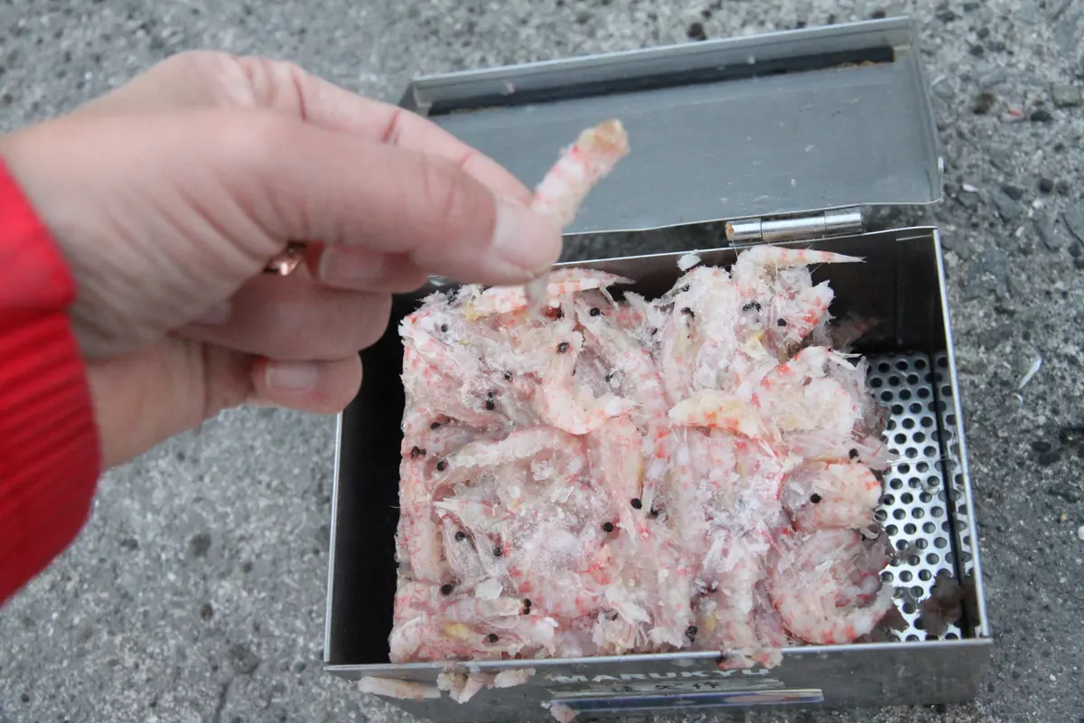 コマセと同じオキアミを取り分けた付け餌用の餌箱