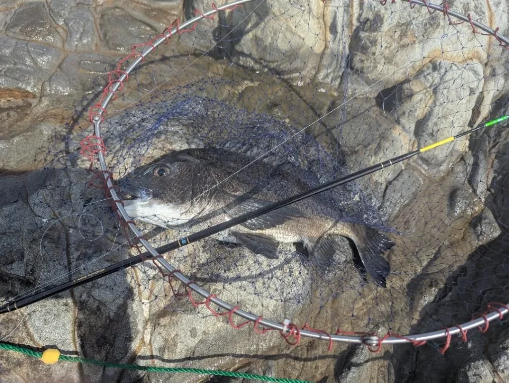 超遠投-小5Bで釣れた葉山の良型クロダイ