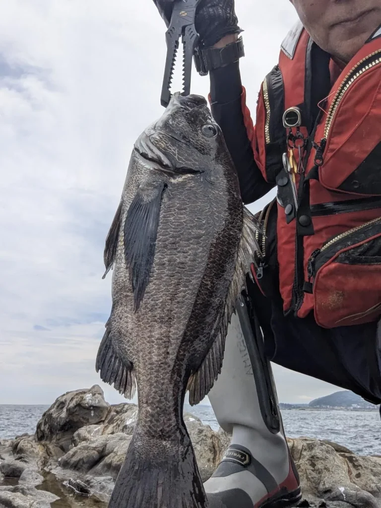 葉山の沖磯で釣れた良型クロダイを掲げる副島淳一様