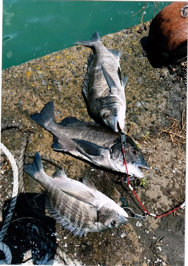 50cmを筆頭に黒鯛3枚の釣果写真(鹿児島県長島方面)