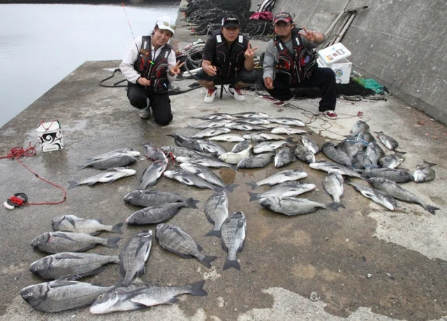 長潮の日に釣れたクロダイが岸壁いっぱいに並べられた釣果写真