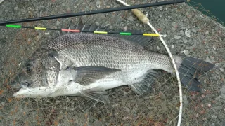 大分県の大野薫様〜良型アジのエサ取りをかわして、今季初のチヌ
