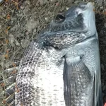 佐伯で釣れたチヌ