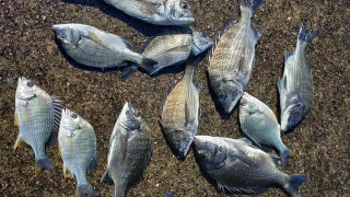 岡山県の次田正様〜骨折からの復帰戦！リハビリがてらの地元の海でチヌ・キビレ16枚〜