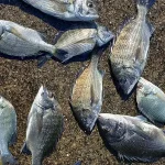 岡山県のチヌとキビレの釣果